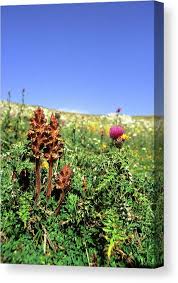 Attēlu rezultāti vaicājumam “Orobanche reticulata flower”