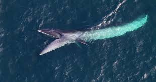 Image result for Balaenoptera borealis