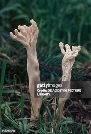 Attēlu rezultāti vaicājumam “Clavulina amethystina”