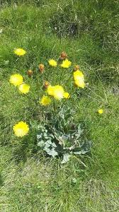 Attēlu rezultāti vaicājumam “Hypochaeris maculata”