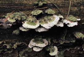 Attēlu rezultāti vaicājumam “Skeletocutis carneogrisea”