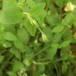 Attēlu rezultāti vaicājumam “Moehringia trinervia flower”