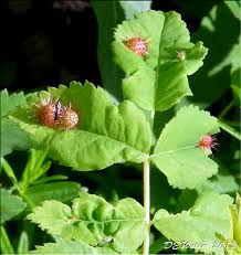 Attēlu rezultāti vaicājumam “Diplolepis bicolor”