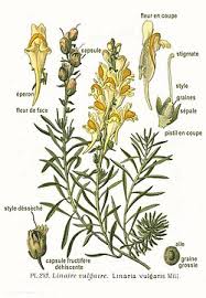Image result for Linaria vulgaris