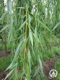 Attēlu rezultāti vaicājumam “Salix x sepulcralis”