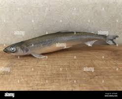 Image result for Osmerus mordax