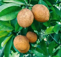 Attēlu rezultāti vaicājumam “Scirpus sylvaticus fruit”