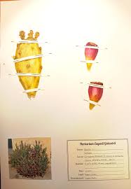 Image result for Cactaceae