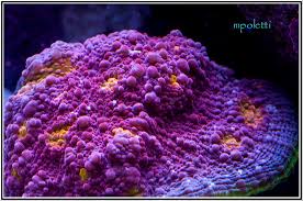 Mark Poletti shares some of his Reef Serenity, Chalice corals galore - exp0016