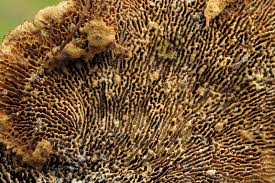 Attēlu rezultāti vaicājumam “Gloeophyllum trabeum”