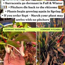 Attēlu rezultāti vaicājumam “Diachea muscorum stalked”