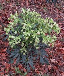 Image result for Helleborus foetidus