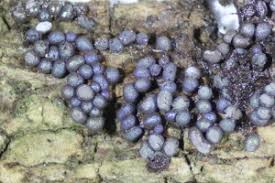 Attēlu rezultāti vaicājumam “Badhamia foliicola”