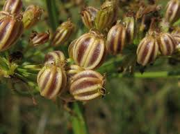 Attēlu rezultāti vaicājumam “Sium latifolium”