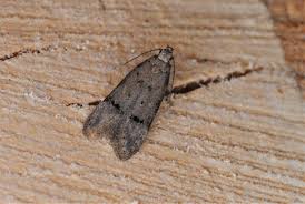 Attēlu rezultāti vaicājumam “Gelechia scotinella”