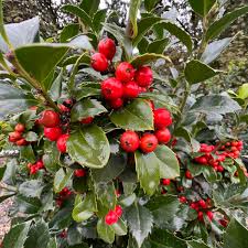 Attēlu rezultāti vaicājumam “Ilex x meserveae”