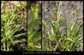 Attēlu rezultāti vaicājumam “Carex viridula”