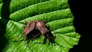 Attēlu rezultāti vaicājumam “Coreus marginatus imago”