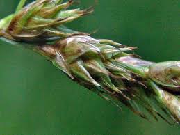 Attēlu rezultāti vaicājumam “Carex appropinquata fruit”