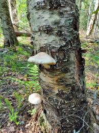 Attēlu rezultāti vaicājumam “Pholiota heteroclita”