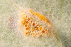 Attēlu rezultāti vaicājumam “Puccinia poarum”