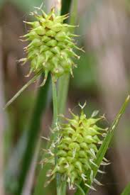 Attēlu rezultāti vaicājumam “Carex lepidocarpa fruit”