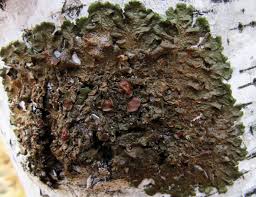 Attēlu rezultāti vaicājumam “Melanohalea olivacea”