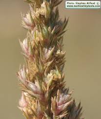 Attēlu rezultāti vaicājumam “Amaranthus retroflexus flower”
