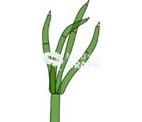 Attēlu rezultāti vaicājumam “Nitella sp.”