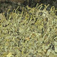 Attēlu rezultāti vaicājumam “Chaenotheca brachypoda”