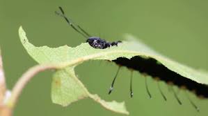 Attēlu rezultāti vaicājumam “Acronicta alni larva”