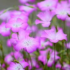 Image result for Agrostemma githago