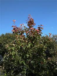 Attēlu rezultāti vaicājumam “Crataegus chlorosarca”