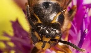 Attēlu rezultāti vaicājumam “Polistes nimpha”