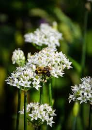 Image result for Allium tuberosum