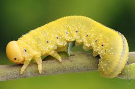 Attēlu rezultāti vaicājumam “Cimbex luteus”