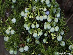 Attēlu rezultāti vaicājumam “Juniperus sabina”