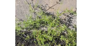 Attēlu rezultāti vaicājumam “Cribraria rubiginosa stalked”