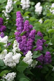 Image result for flieder