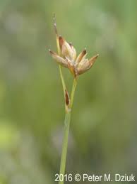 Attēlu rezultāti vaicājumam “Carex globularis flower”