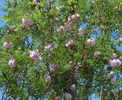 Attēlu rezultāti vaicājumam “Robinia neomexicana flower”