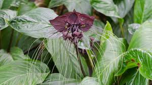 Image result for Tacca chantrieri