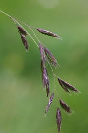 Attēlu rezultāti vaicājumam “Festuca pratensis”