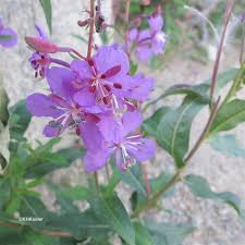 Attēlu rezultāti vaicājumam “Epilobium angustifolium flower”