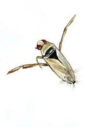 Attēlu rezultāti vaicājumam “Notonecta glauca”