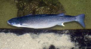 Image result for Chelon labrosus