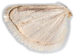 Attēlu rezultāti vaicājumam “Catoptria verellus”