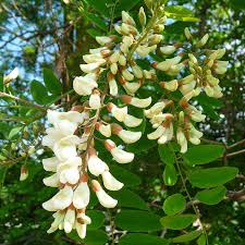 Attēlu rezultāti vaicājumam “Robinia pseudoacacia”