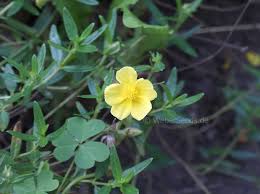 Attēlu rezultāti vaicājumam “Helianthemum nummularium leaf”