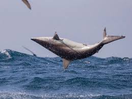 Image result for Carcharhinus brevipinna